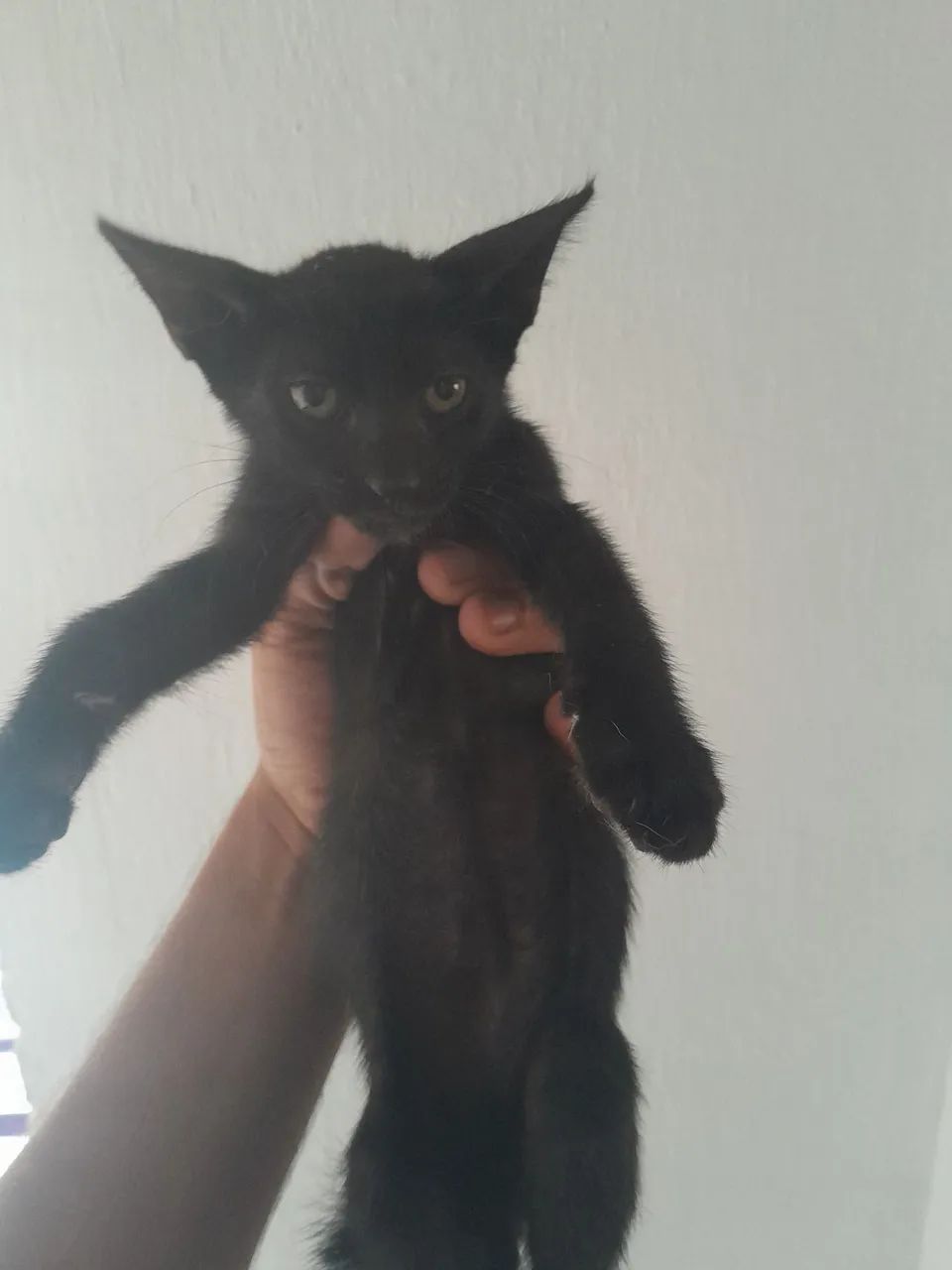 Gatinho para doação urgente ? - Foto 2