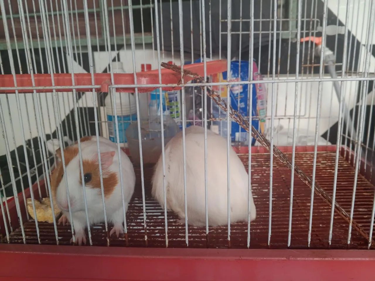 Vendo 2 porquinha da inda cm a gaiola  - Foto 5