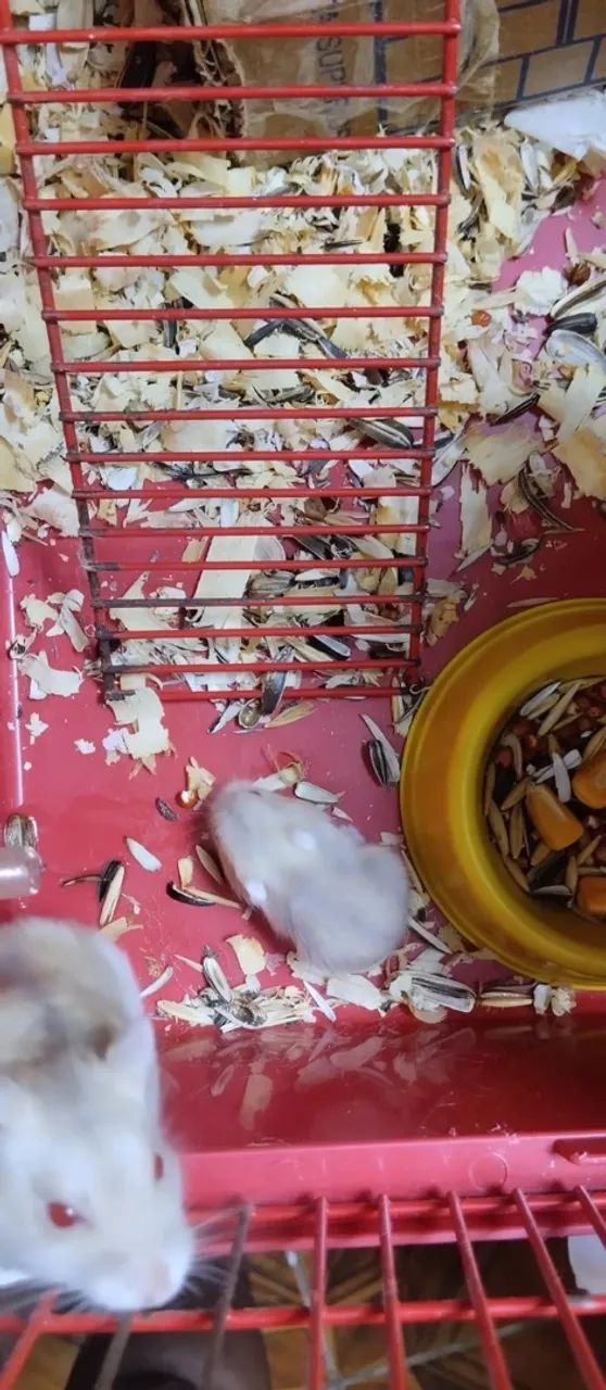 Hamster - Foto 4