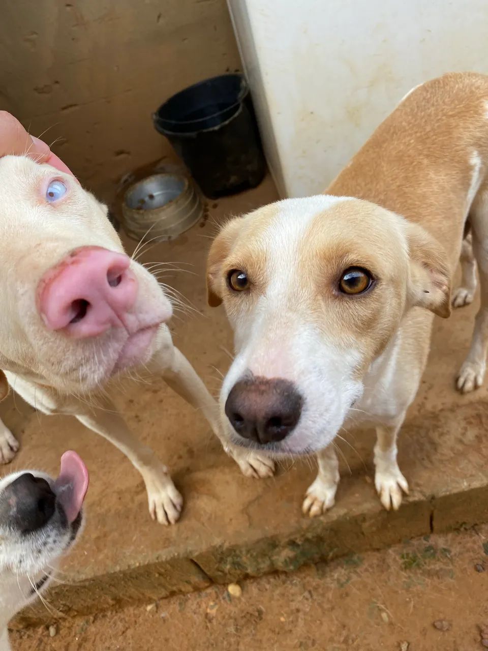 Doação de pets responsável  - Foto 4