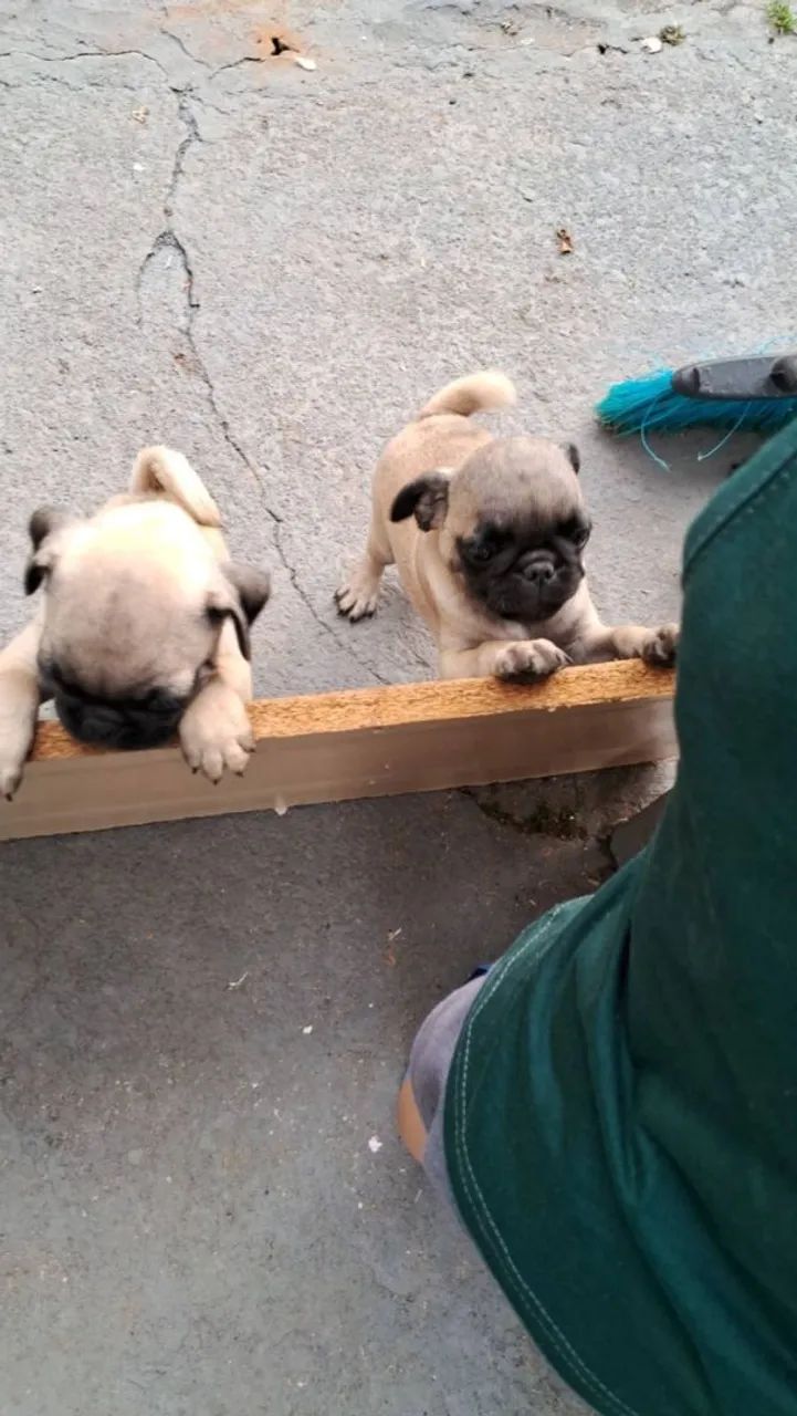 Pug macho - Foto 4