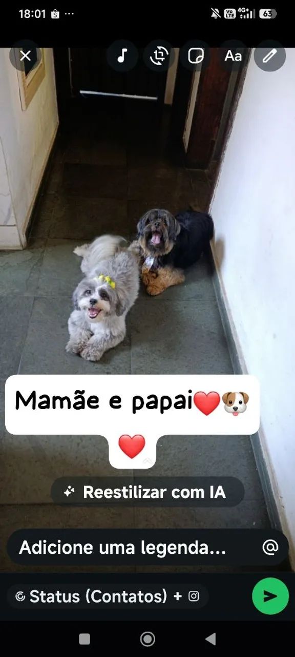 Filhotes de Lhasa Apso  - Foto 3