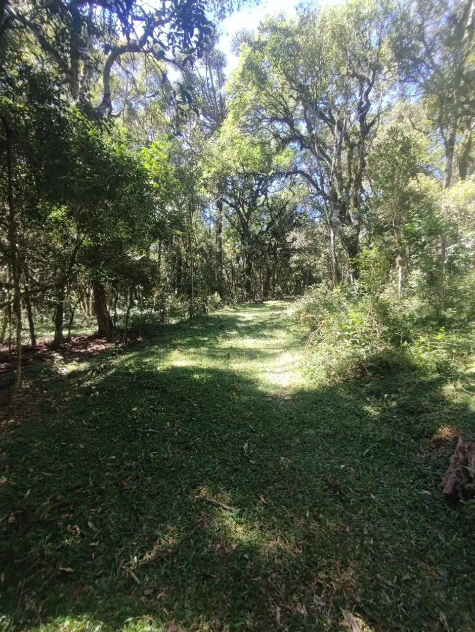 Vendo 1 alqueire pra formar Chácara/Sítio  - Foto 2