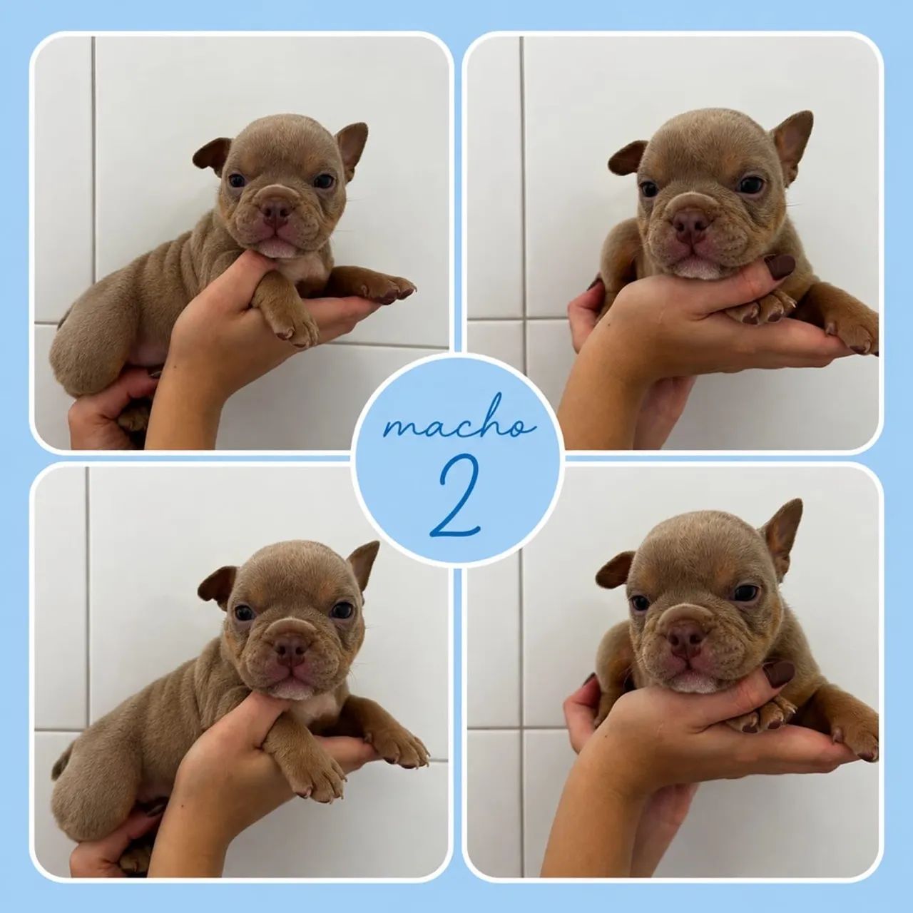 Filhotes american bully micro  - Foto 5