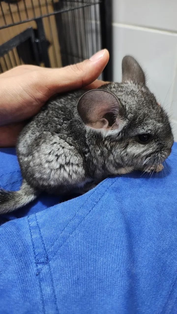 Filhotes chinchila - Foto 4