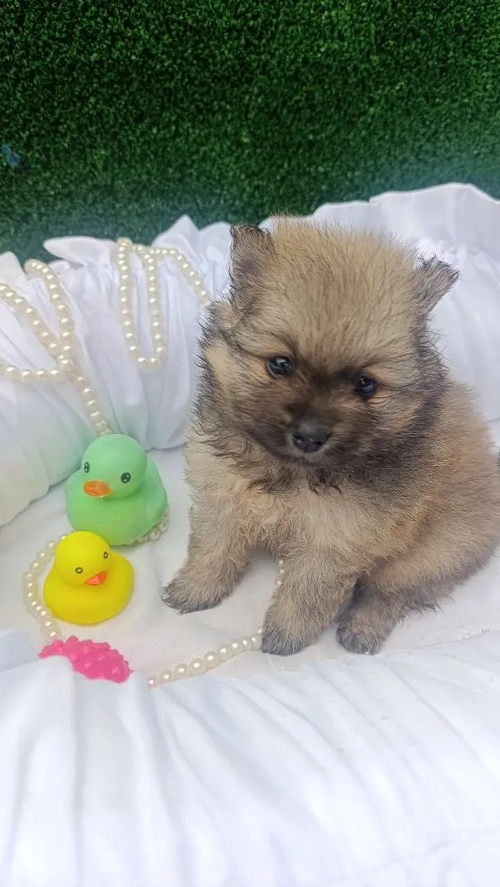 Lulu Spitz  - Foto 4
