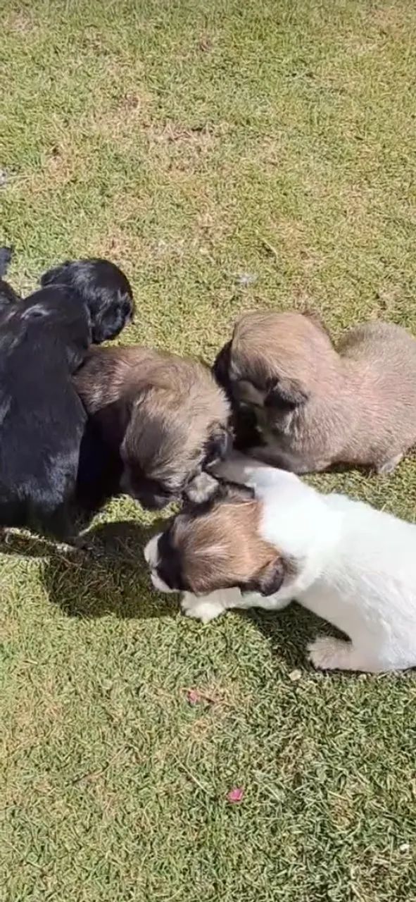 Filhotes de ilhasa apso