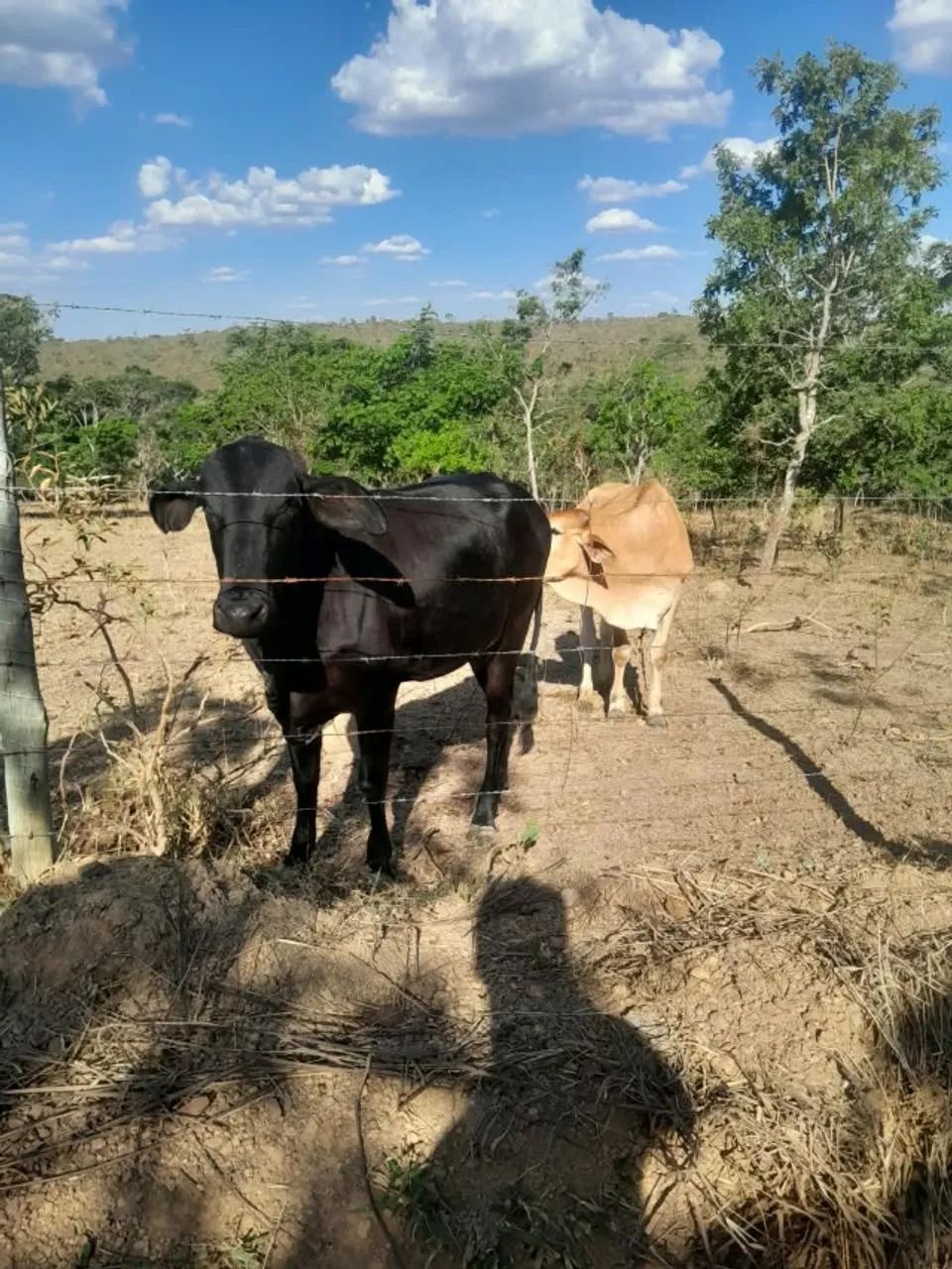 Vaca - Foto 2