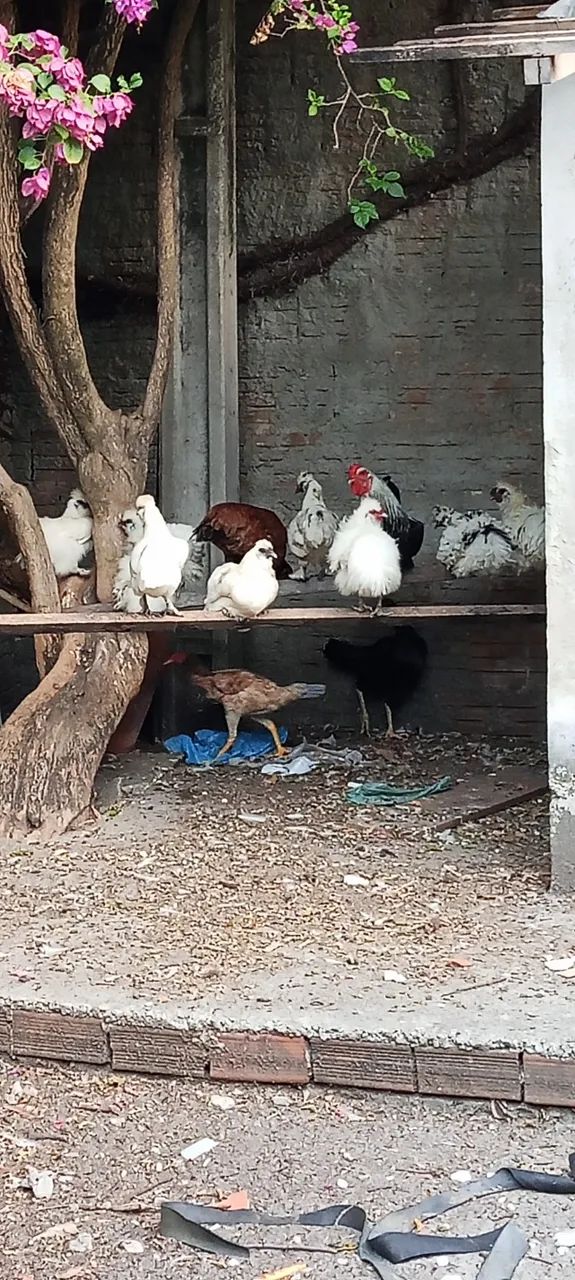 Galinhas diversas  - Foto 3