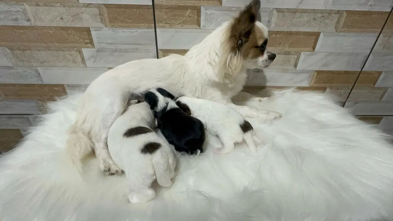 Chihuahua  - Foto 2