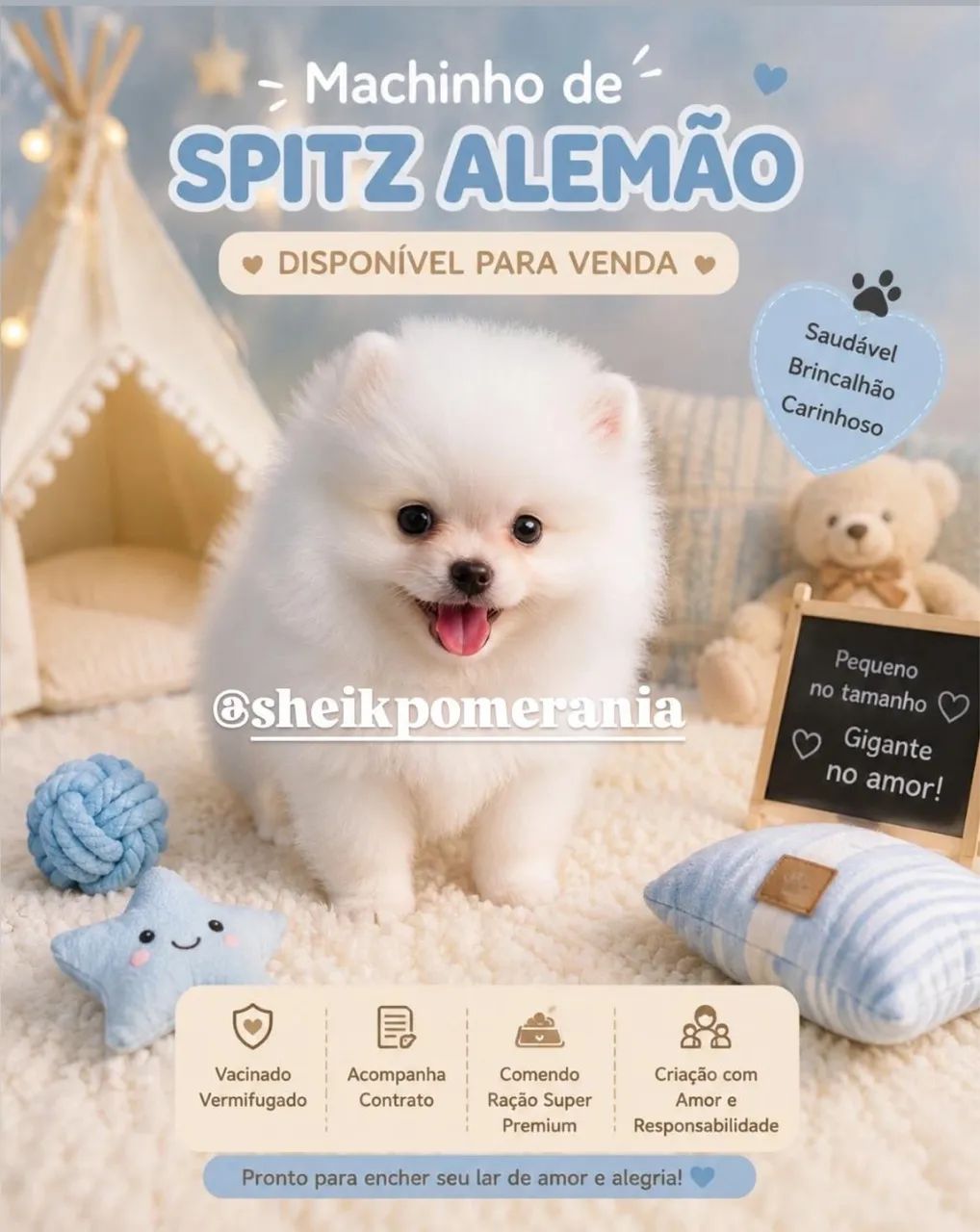 Spitz alemão (lulu da pomerania) - Foto 3