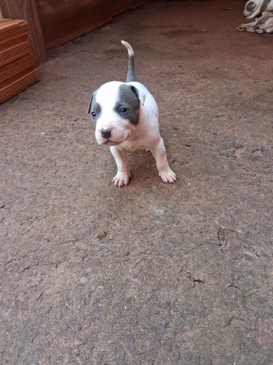 Pitbull  - Foto 2