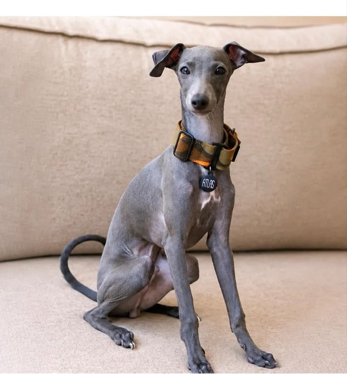 Galgo Italiano  - Foto 4