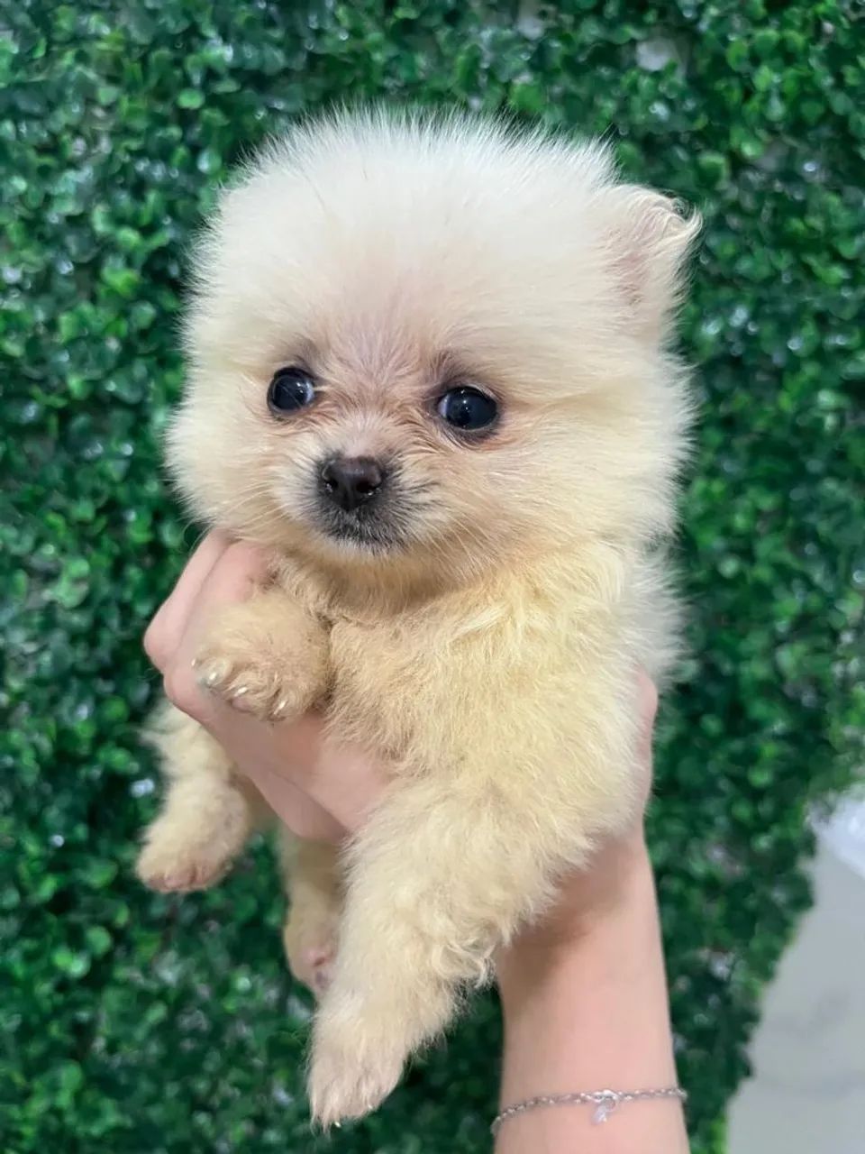 Lulu da Pom