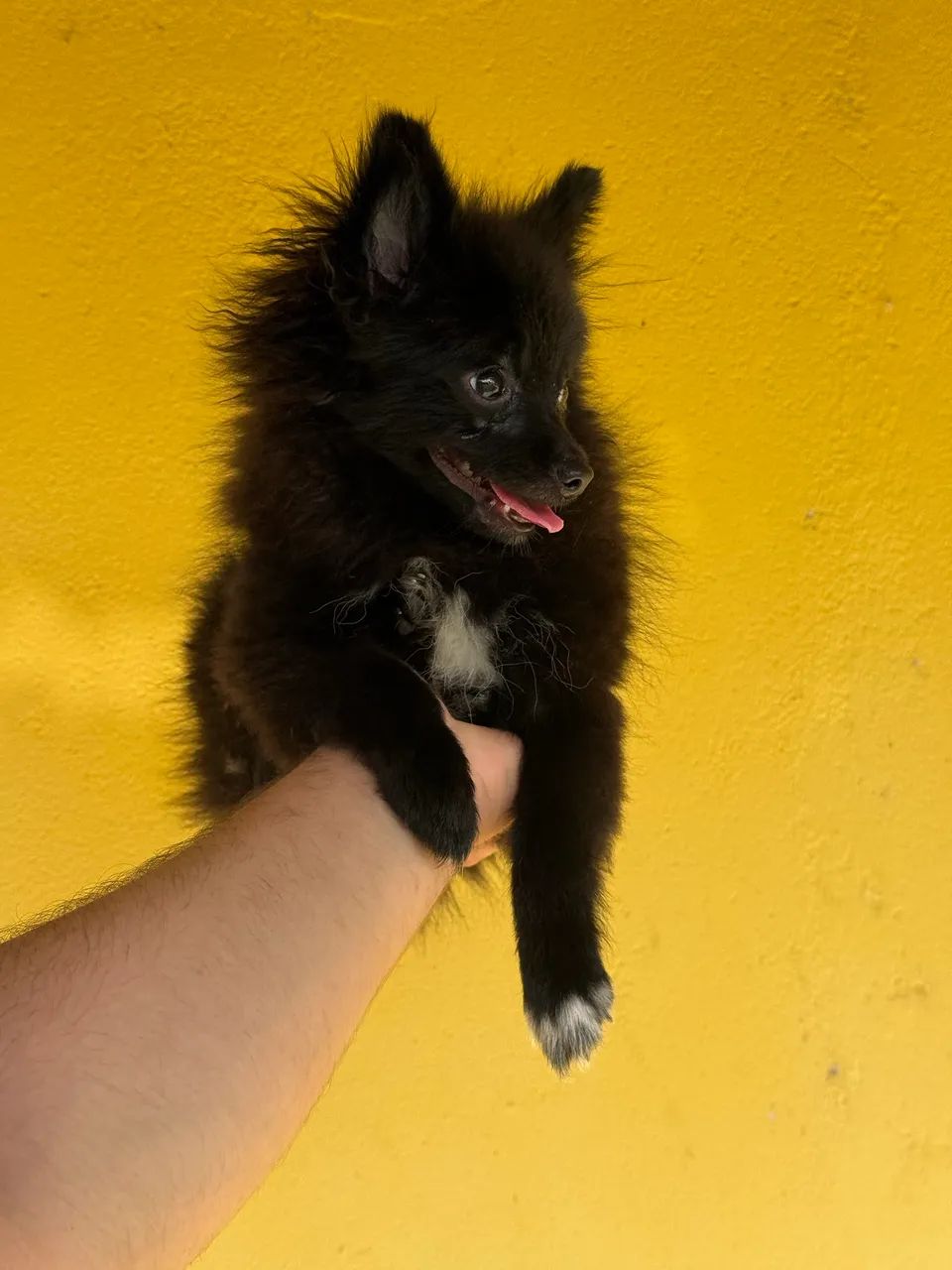 Sptiz alemão Anão  - Foto 3