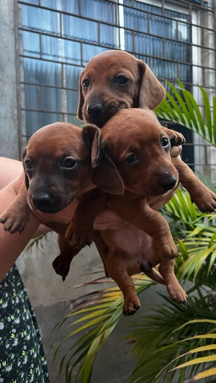 Filhotes de Dachshund - Foto 4