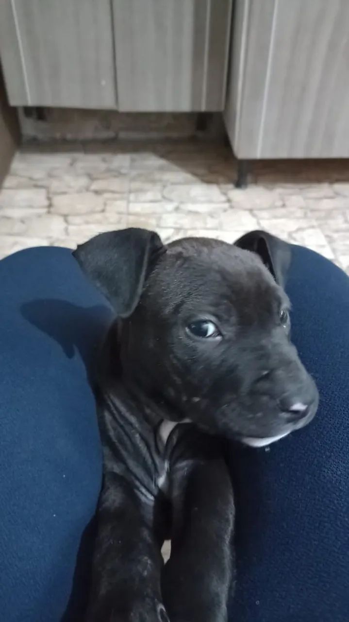 Doação Pitibull