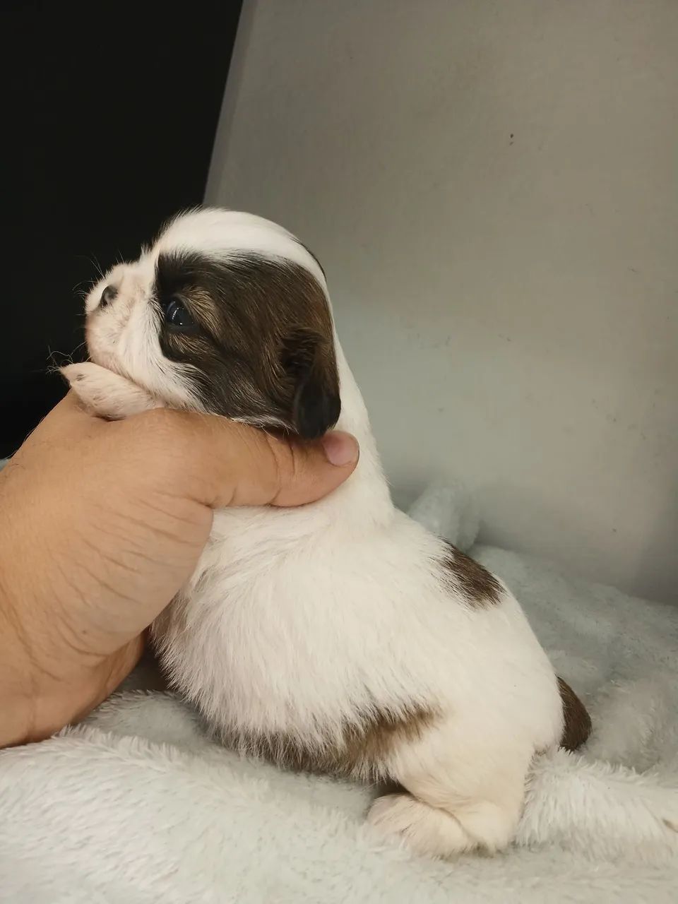 Vendo filhote de shihtzu fêmea disponível para reserva  - Foto 6