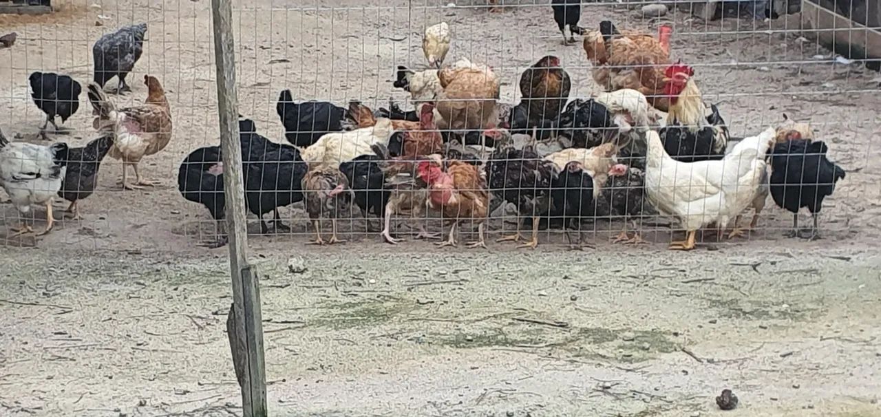 Pintinhos caipiras diversas raças 