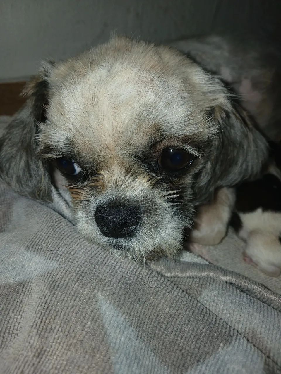  Cachorro Shih-tzu - Foto 3