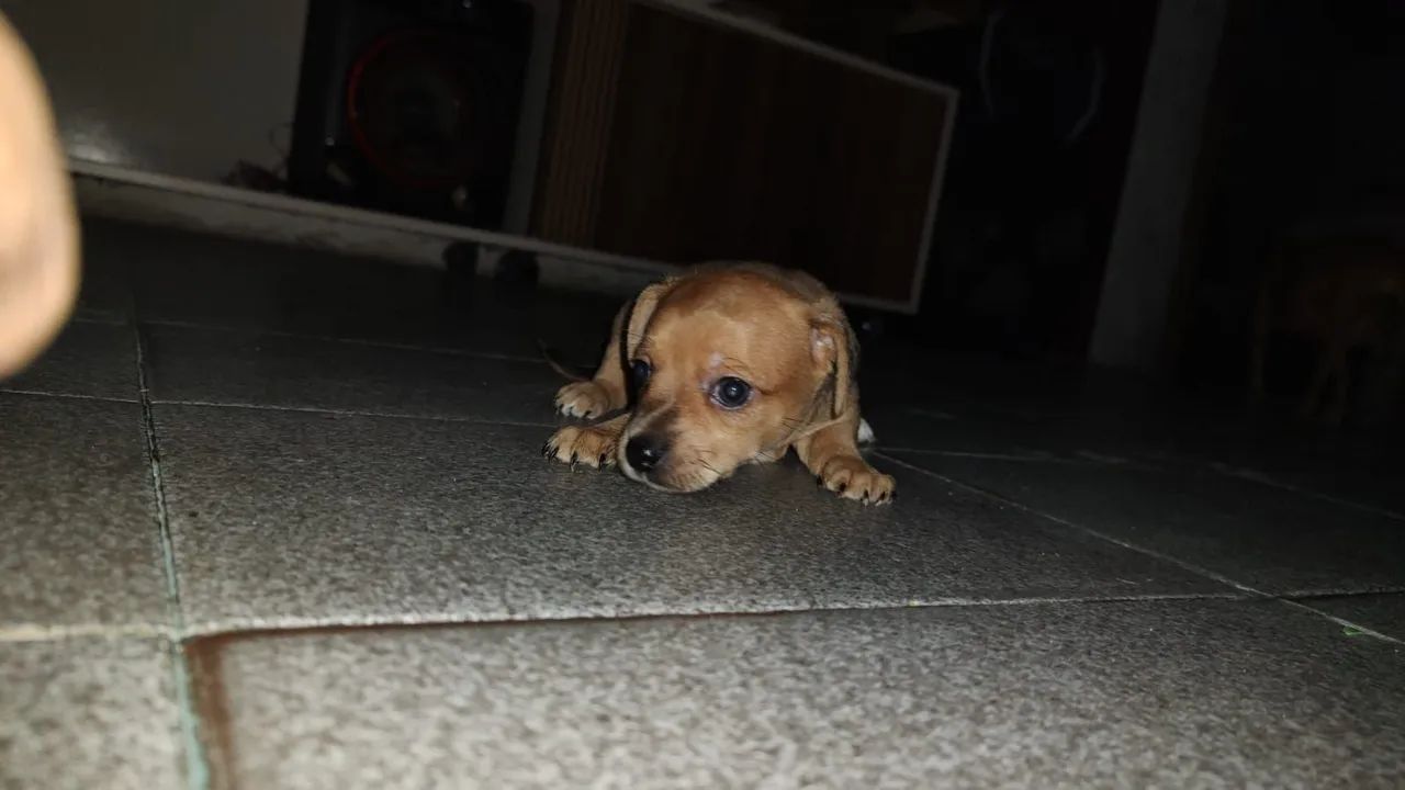 Pinscher 