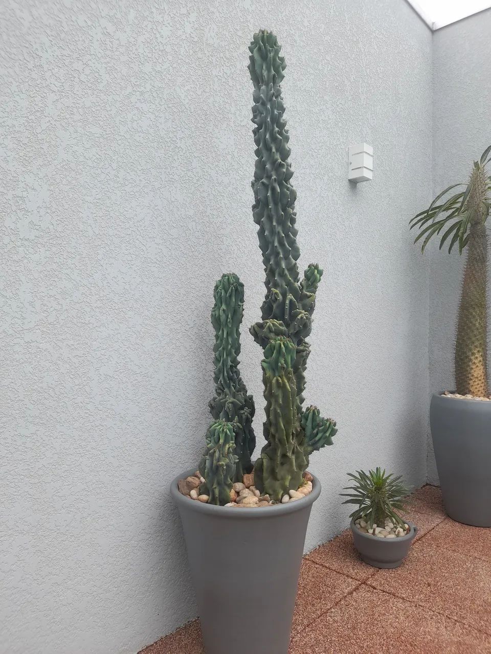 Cactos monstro 