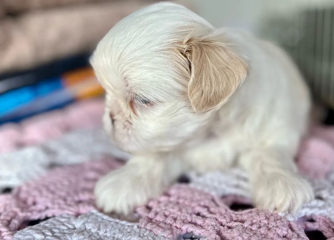 Shih Tzu - Foto 2