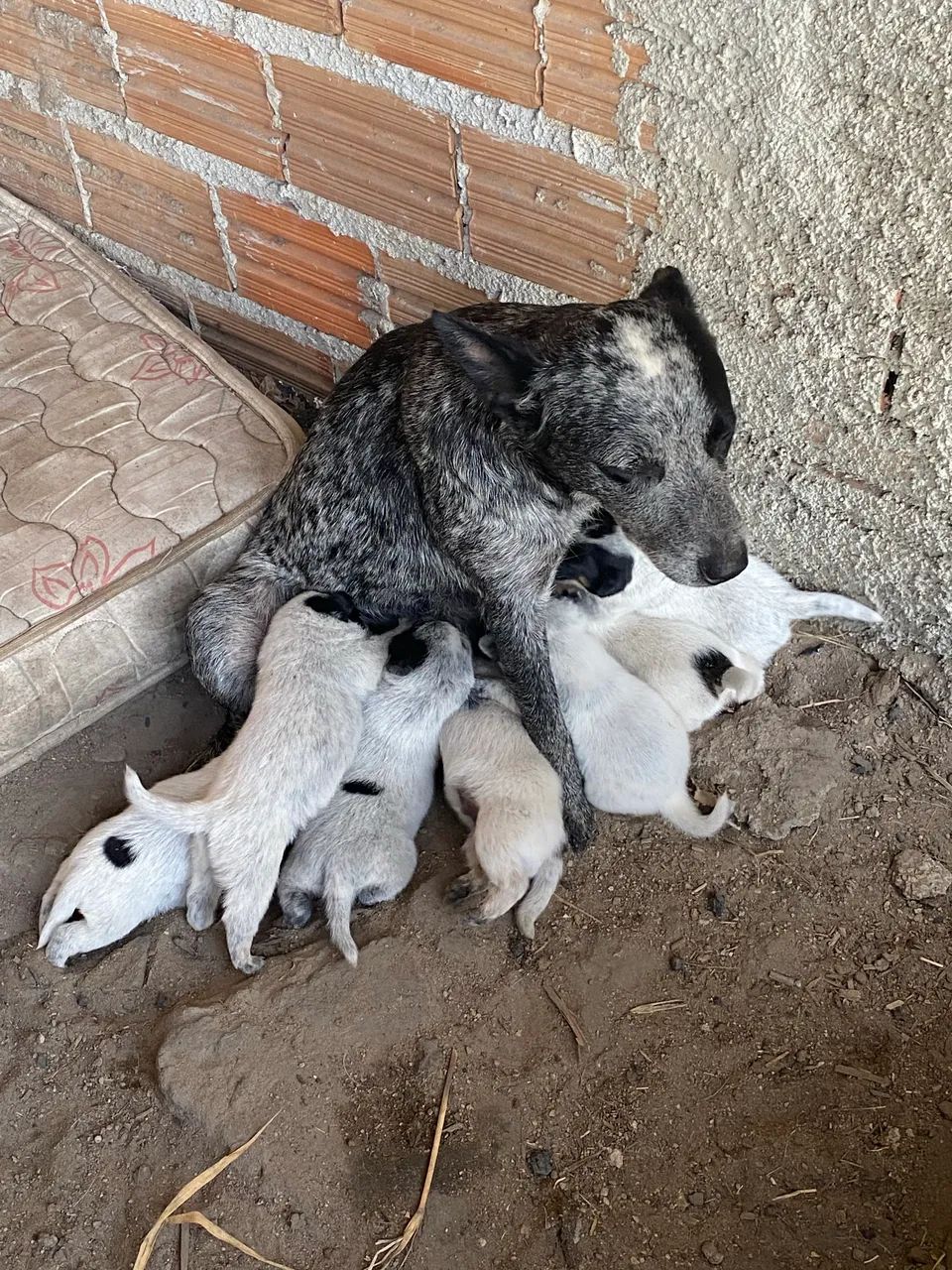 7 filhotes de blue heller a venda