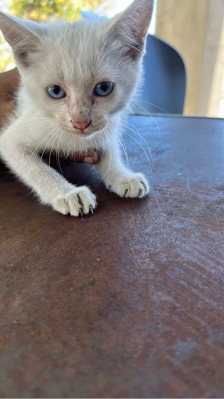 Filhote gato macho pra adoção responsável!