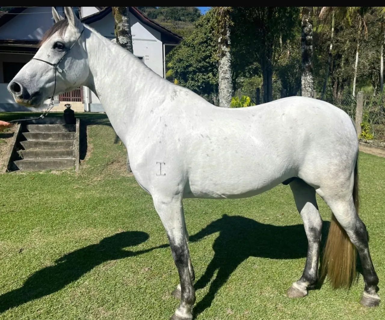 Cavalo manga larga - Foto 2