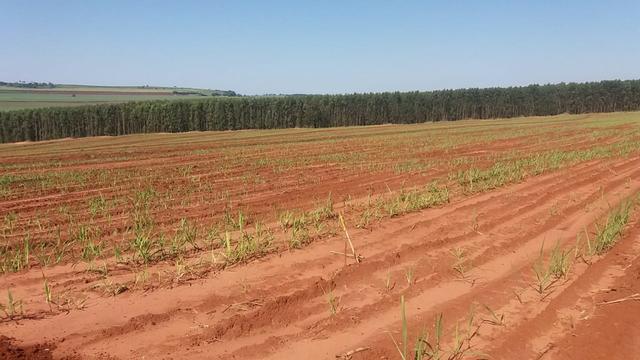 Fazenda 41 alqueires em Brodowisk 4.300.000.00 - Foto 10