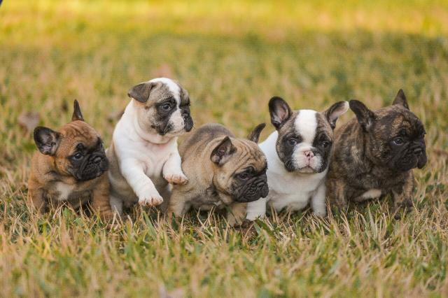 Bulldog francês - Foto 2
