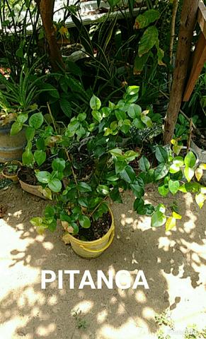 Vendo plantas ornamentais e medicinais - Foto 2