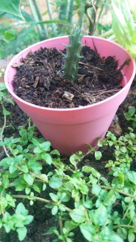 Cactos - Foto 6