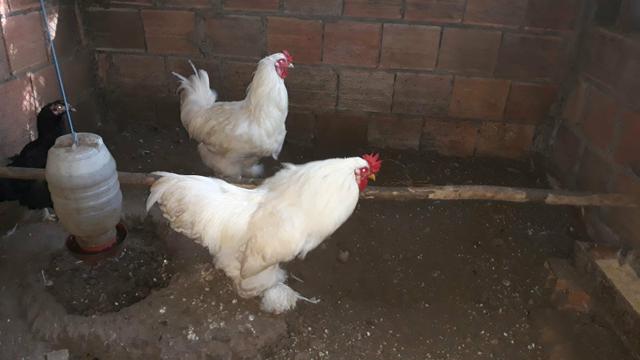 2 galos brama - Foto 2