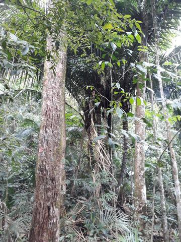 Sitio em Toca da onça,Lumiar,Nova Friburgo - Foto 15