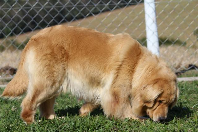Golden Retriever. Canil Golden Gleam Linhagem Premiada CbKc Desconto de 20% !