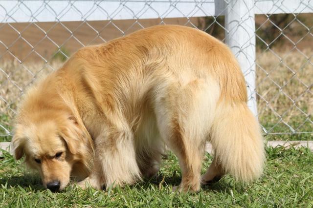 Golden Retriever. Canil Golden Gleam Linhagem Premiada CbKc Desconto de 20% ! - Foto 4