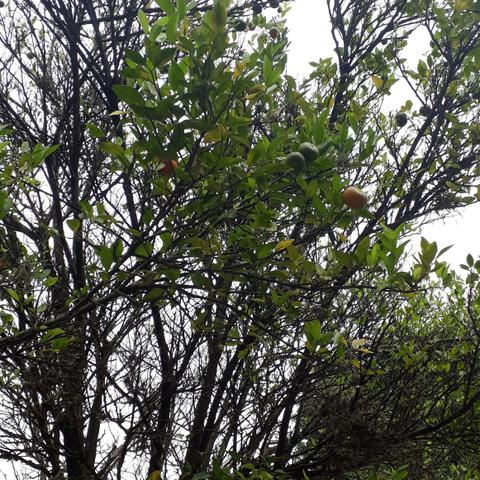 Alugo chacara para temporada - Foto 4