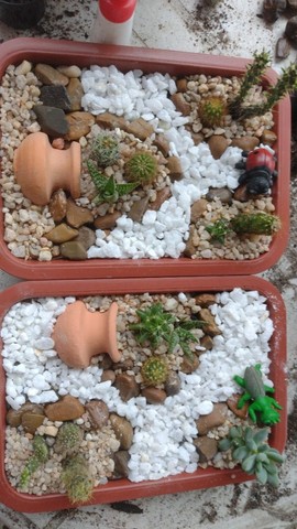  Mini jardim de cactos e suculentas  - Foto 6