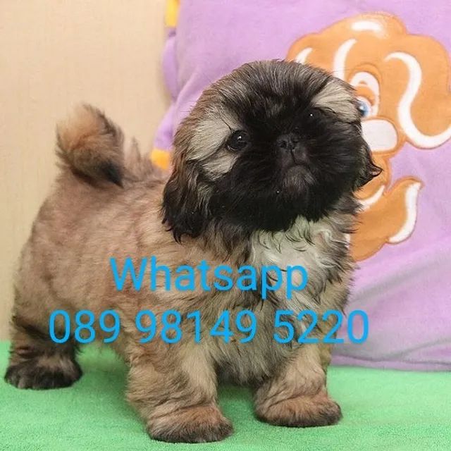 Shih Tzu machos e fêmeas pronta entrega envio pra todo Brasil  - Foto 3