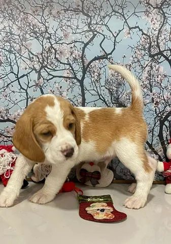 Multicor de Mini Beagles 