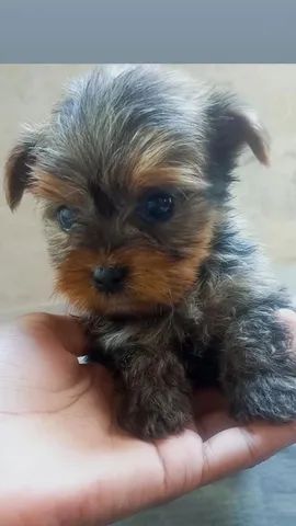 Yorkshire terrier  - Foto 2