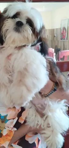 Ninhada Shih Tzu - Foto 3