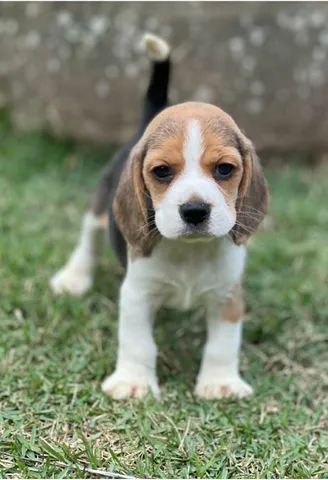 Dupla de Filhotes Beagles  - Foto 4