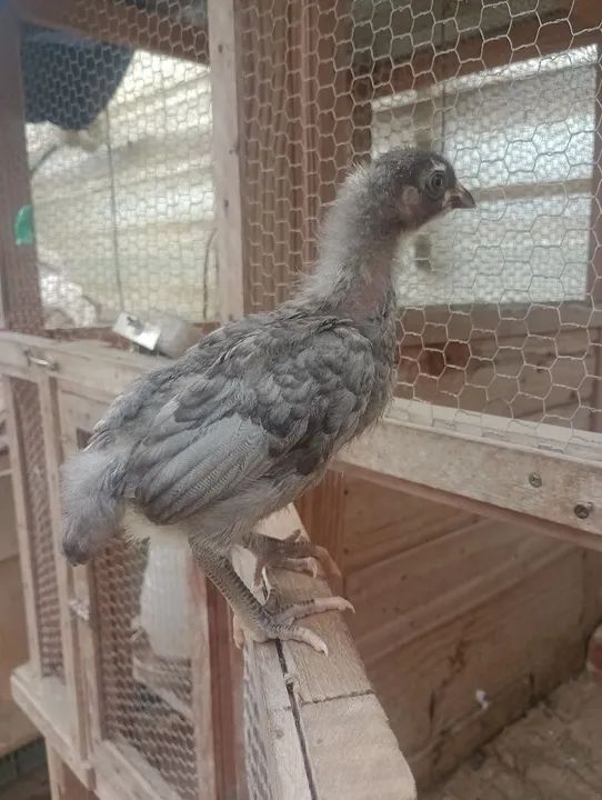 Frangotinha linhagem pesadão ( Cendre)  - Foto 3