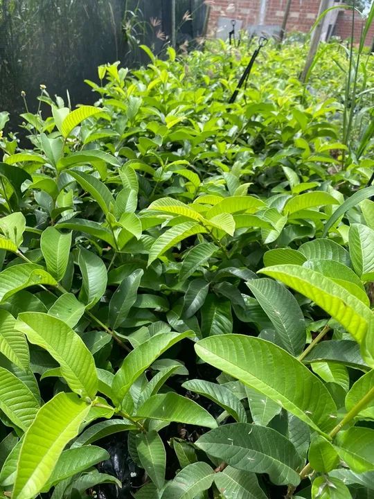 Mudas de goiaba paluma