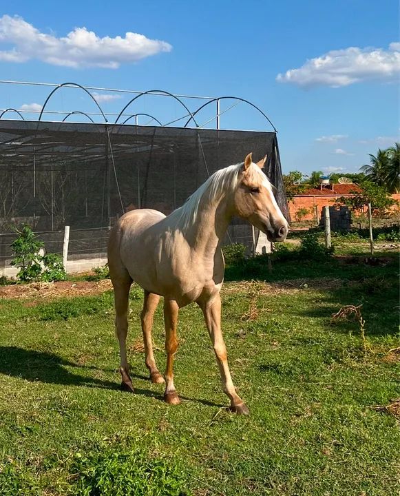 Cavalo macho PURO e REGISTRADO - Foto 2