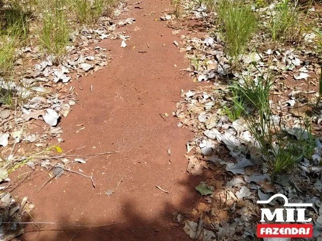 Fazenda p/ Soja em São Valério-TO. . 232 Alq. (1.122 Há) - Foto 4