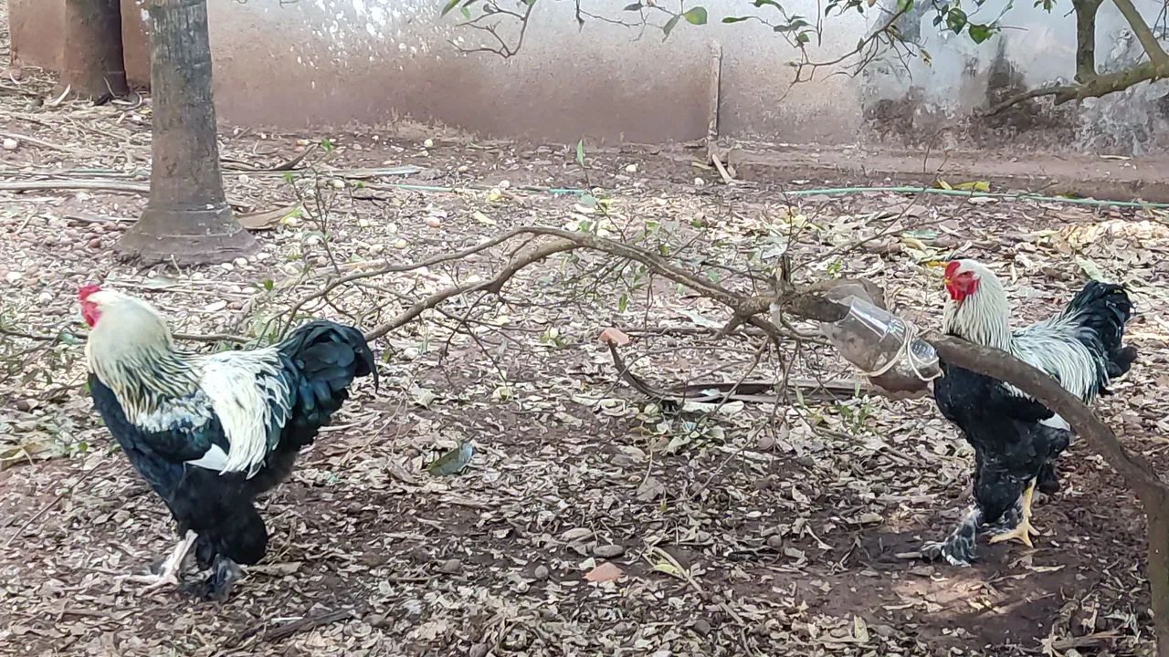 Galo Brahma  - Foto 2